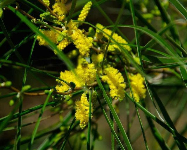 RCY 30 AU Seeds Raspberry Jam Wattle ACACIA ACUMINATA Narrow Leaf Form