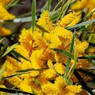 RCY 80 AU Seeds Acacia acuminata Wattle Australian Native