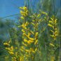 RCY 40 AU Seeds Acacia burkittii Wattle Fine Leaf Jam