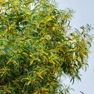 RCY Acacia auriculiformis Earleaf Acacia,Northern Black Wattle 10 AU Seeds Pack