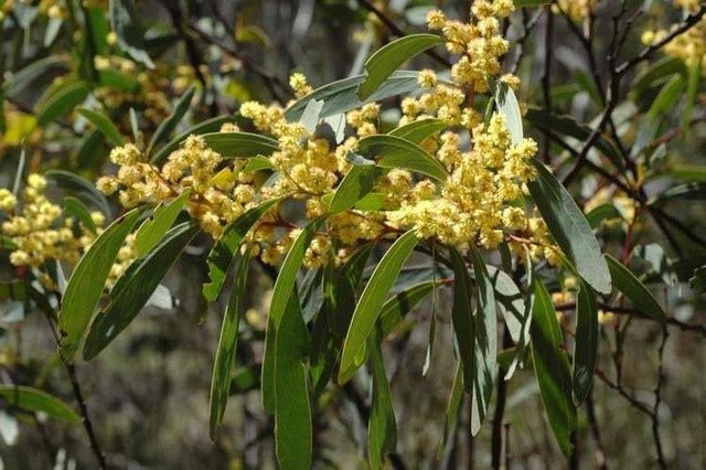RCY 30 AU Seeds Acacia obliquinervia Mountain Hickory Wattle