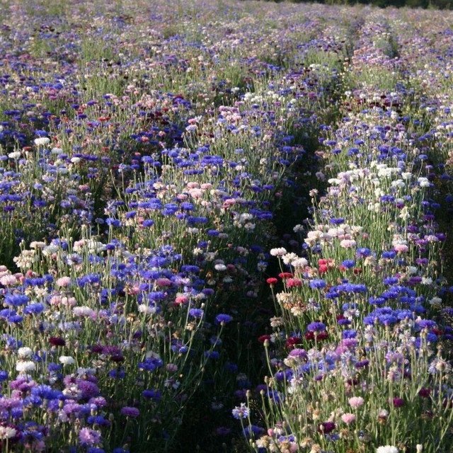 RCY CORNFLOWER Centaurea Choice Mix 80 AU Seeds Centaurea cyanus