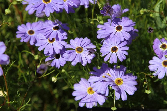 RCY Swan River Daisy Brachyscome iberidifolia Blue White 400 AU seeds