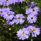 RCY Swan River Daisy Brachyscome iberidifolia Blue White 400 AU seeds