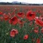 RCY Poppy Oriental Poppy Big Red 500 AU Seeds