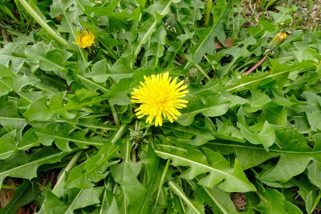 RCY Dandelion Taraxacum officinale 100 AU Seeds