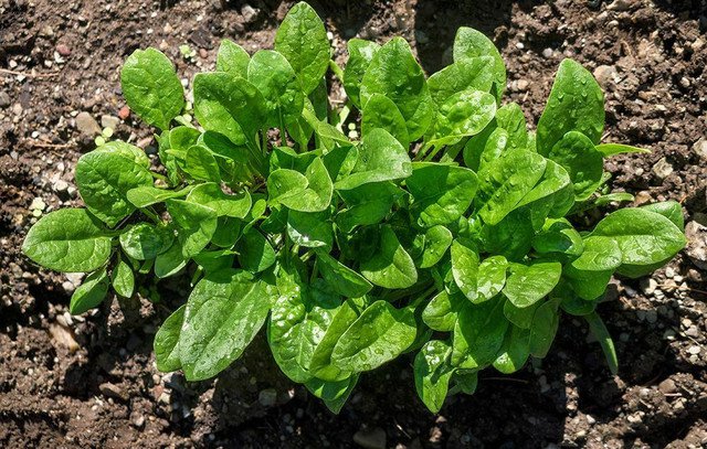 RCY 1500 AU Seeds Bulk SPINACH Slow Bolt Baby Salad Leaf Variety