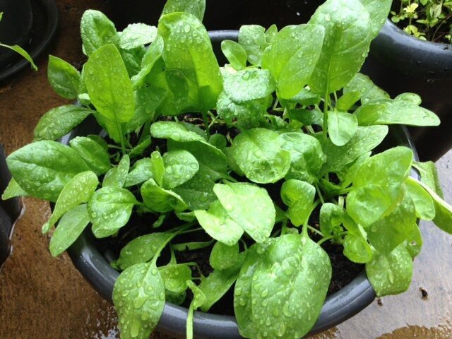 RCY 200 AU Seeds SPINACH Slow Bolt Vegetable Baby Salad Leaf Variety