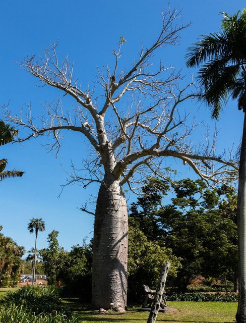 RCY Australian Baobab or Boab Adansonia gregorii 100 AU Seeds