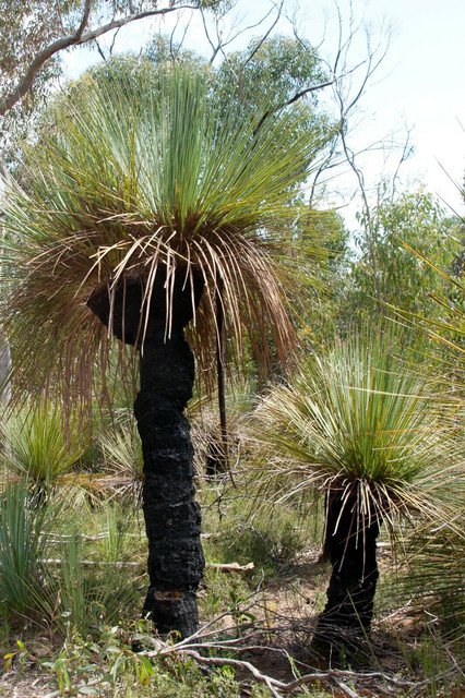 RCY Xanthorrhoea preissii Grass Tree Balga Native 10 AU Seeds