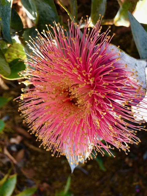 RCY Eucalyptus macrocarpa Australian Bush Rose 60 AU SEEDS Mottlecah