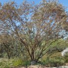 RCY 60 AU Seeds Eucalyptus websteriana Heart Leaf or Dainty Mallee
