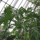 RCY 10 AU SEEDS LACY TREE PHILODENDRON SELLOUM INDOOR AND OUTDOOR