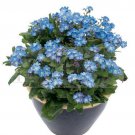 RCY FORGET ME NOT FLOWER MYOSOTIS GARDEN POT PATIO 150 AU SEEDS