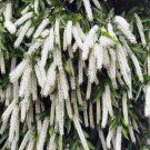 RCY 5 AU SEEDS IVORY CURL FLOWER BUCKINGHAMIA CELSISSIMA NATIVE FLOWERING TREE