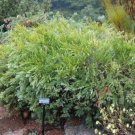 RCY 1250 AU SEEDS ROBIN REDBREAST BUSH MELALEUCA LATERITIA NATIVE FLOWERING SHRUB