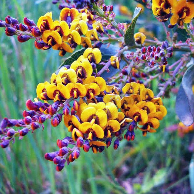 RCY HOP BITTER PEADAVIESIA LATIFOLIA NATIVE FLOWERING SHRUB 15 AU SEEDS