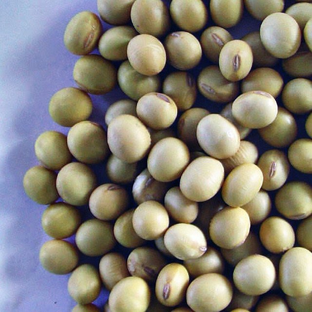 RCY SOYA BEAN VEGETABLE GLYCINE MAX HEIRLOOM EDAMAME HIGH YIELD 50 AU SEEDS