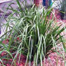 RCY 200 AU SEEDS BASKET GRASS LOMANDRA LONGIFOLIA NATIVE ORNAMENTAL LANDSCAPING GRASS