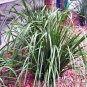 RCY 200 AU SEEDS BASKET GRASS LOMANDRA LONGIFOLIA NATIVE ORNAMENTAL LANDSCAPING GRASS