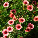 RCY POTENTILLA MISS WILLMOTT FLOWER LOW GROWING 100 AU SEEDS