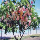 RCY ROSE CASSIA CASSIA MARGINATA MASSES OF FLOWERS FEATURE TREE 5 AU SEEDS