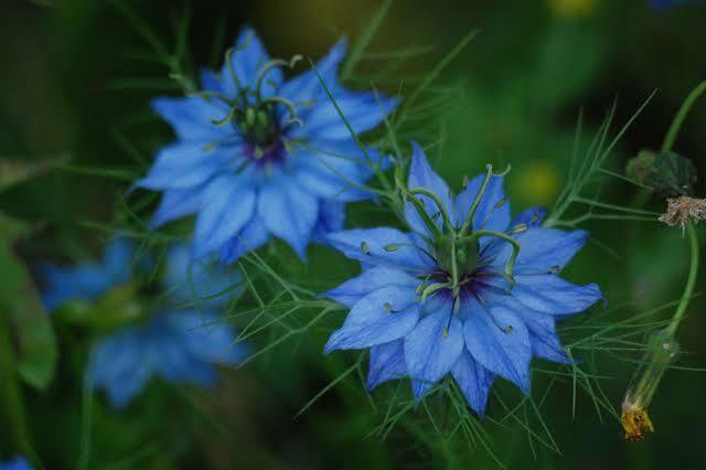 RCY 45 AU SEEDS NIGELLA LOVE IN A MIST FLOWER MISS JEKYLL INDIGO BLUE FAST GROWING HARDY