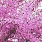 RCY JUDAS TREE CERCIS SILIQUASTRUM RUBRA 10 AU SEEDS