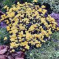 RCY 100 AU SEEDS GOLDEN AGERATUM FERN FOLIAGE SHRUB BUTTON FLOWERS LONAS INDORA HARDY