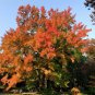 RCY 25 AU SEEDS SWEET GUM LIQUIDAMBAR FORMOSANA AUTUMN COLOUR SHADE TREE