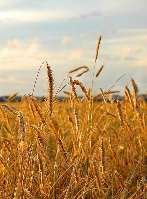 RCY 200 AU SEEDS RYE SECALE CEREALE WHOLE GRAIN LOWER CHOLESTEROL NUTRITIOUS HARDY