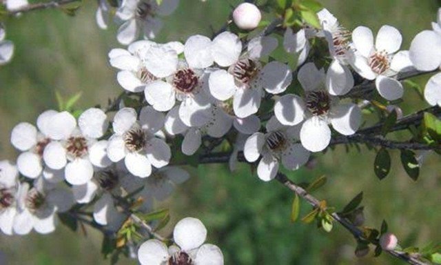RCY MANUKA TEA TREE 500 AU SEEDS PACK LEPTOSPERMUM GARDEN FLOWER POT HONEY