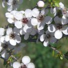RCY MANUKA TEA TREE 500 AU SEEDS PACK LEPTOSPERMUM GARDEN FLOWER POT HONEY