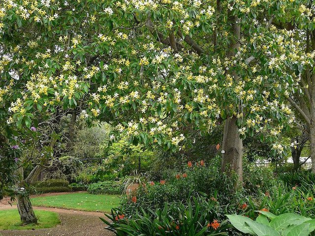 RCY 10 AU SEEDS NATIVE FRANGIPANI TREE HYMENOSPORUM FLAVUM FLOWERS GLOSSY FOLIAGE