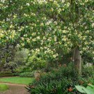 RCY 10 AU SEEDS NATIVE FRANGIPANI TREE HYMENOSPORUM FLAVUM FLOWERS GLOSSY FOLIAGE