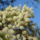 RCY 1250 AU SEEDS PAPERBARK NATIVE FLOWERING TREE GARDEN MELALEUCA QUINQUENERVIA HARDY