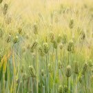 RCY BARLEY HORDEUM VULGARE GRAIN 200 AU SEEDS