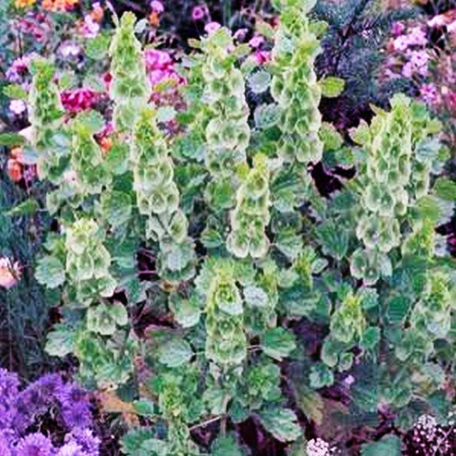 RCY 25 AU SEEDS BELLS OF IRELAND MOLUCCELLA LAEVIS FLOWERING HARDY