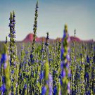 RCY 100 AU SEEDS CHIA PLANT SALVIA HISPANICA FLOWER HIGH IN VITAMINS AND MINERALS