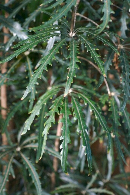 RCY FALSE ARALIA 10 AU SEEDS ARALIA ELEGANTISSIMA OUTDOOR INDOOR