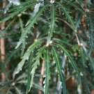 RCY FALSE ARALIA 10 AU SEEDS ARALIA ELEGANTISSIMA OUTDOOR INDOOR