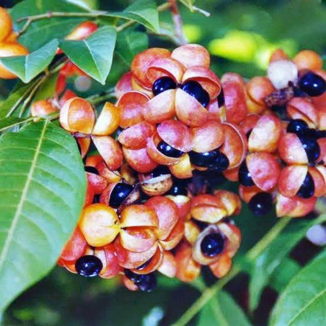 RCY LANCEWOOD HARPULLIA PENDULA NATIVE COMPACT FLOWERING TREE 10 AU SEEDS