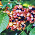 RCY LANCEWOOD HARPULLIA PENDULA NATIVE COMPACT FLOWERING TREE 10 AU SEEDS