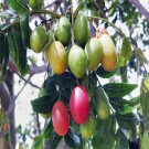 RCY KAFFIR PLUM HARPEPHYLLUM CAFFRUM EDIBLE FRUIT FLOWERING TREE 10 AU SEEDS