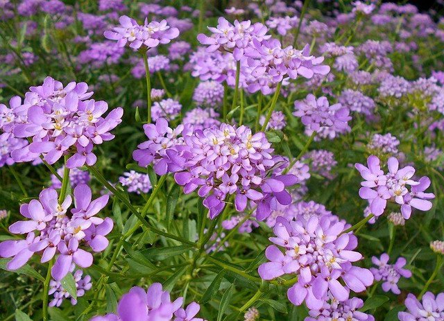 RCY CANDYTUFT IBERIS UMBELLATA MIXED COLOURS FLOWERING 100 AU SEEDS