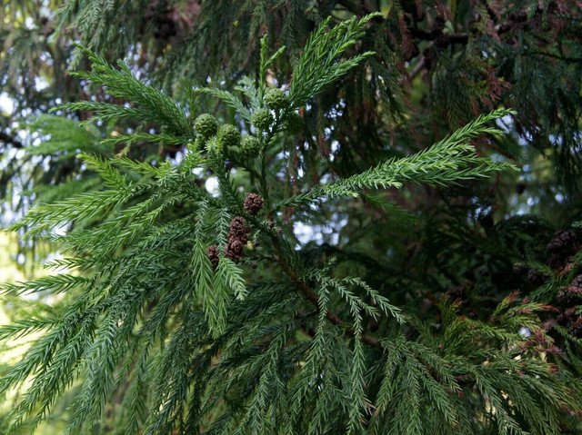 RCY JAPANESE CEDAR TREE CRYPTOMERIA JAPONICA 10 AU SEEDS