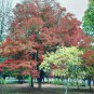 RCY 10 AU SEEDS JAPANESE ELM ZELKOVA SERRATA FLOWERING COLOURFUL LEAVES