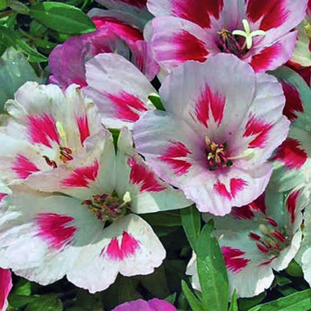 RCY GODETIA MONARCH FLOWER MIXED COLOURS 200 AU SEEDS DWARF GODETIA GRANDIFLORA HARDY