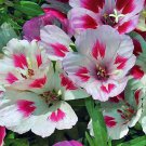 RCY GODETIA MONARCH FLOWER MIXED COLOURS 200 AU SEEDS DWARF GODETIA GRANDIFLORA HARDY