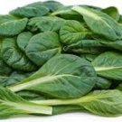 RCY TATSOI VEGETABLE 50 AU SEEDS HEIRLOOM GREENS BABY SPINACH HIGHLY NUTRITIOUS